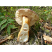 Мицелий Каштанового гриба / Гиропорус каштановый (Gyroporus castaneus)